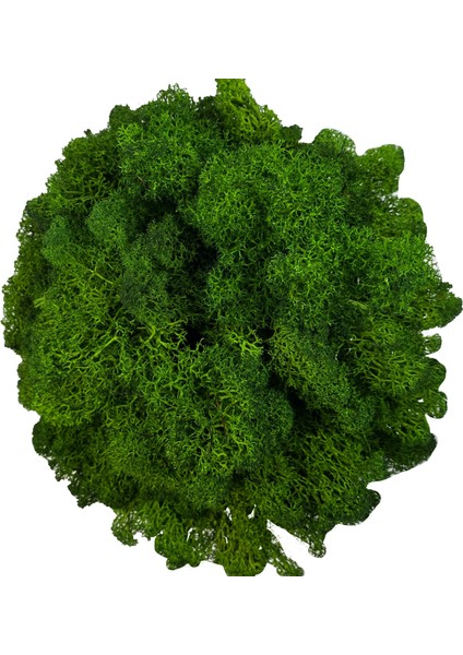 Açık Sarı Yeşil Saksı Bitkileri Için 60G Yapay Yosun Zanaat Sanatları Için Sahte Doğal Yeşil Ren Geyiği Yosun Çiçek Duvar Dekor Düğün Bahçe Dekorasyon (Yurt Dışından) fiyatları