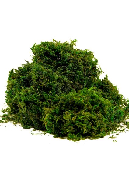 100G Sahte Yosun Yapay Taze Yeşil Yosun Düğün Centerpieces Bahçe Teraryum Dekorasyonu Için (Yurt Dışından) fiyatları