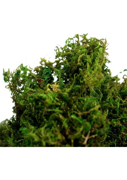 100G Sahte Yosun Yapay Taze Yeşil Yosun Düğün Centerpieces Bahçe Teraryum Dekorasyonu Için (Yurt Dışından) indirimleri