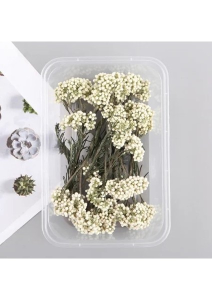 Harcamak 15G Doğal Bitki Kurutulmuş Çiçek Malzeme Paketi Dıy Aromaterapi Balmumu Dilim Hediye Kutusu Epoksi Reçine Takı Yapımı Çiçek Aksesuarları (Yurt Dışından)
