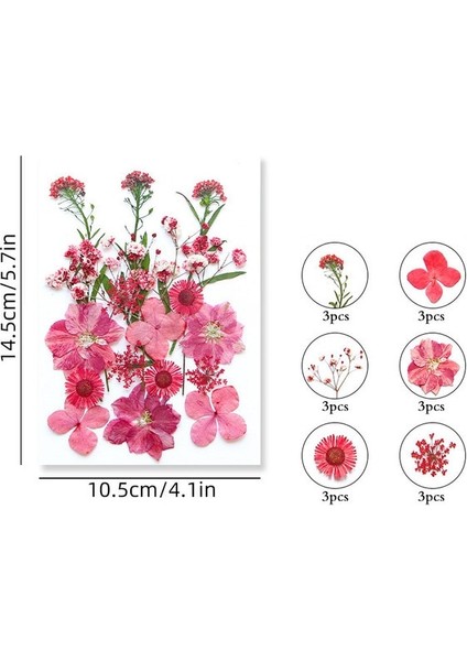 Pembe 100/200 Adet Kurutulmuş Çiçekler Brezilya Küçük Yıldız Çiçek Dıy Zanaat Epoksi Reçine Mum Tırnak Sanat Epoksi Reçine Dolum Takı Yapımı (Yurt Dışından)