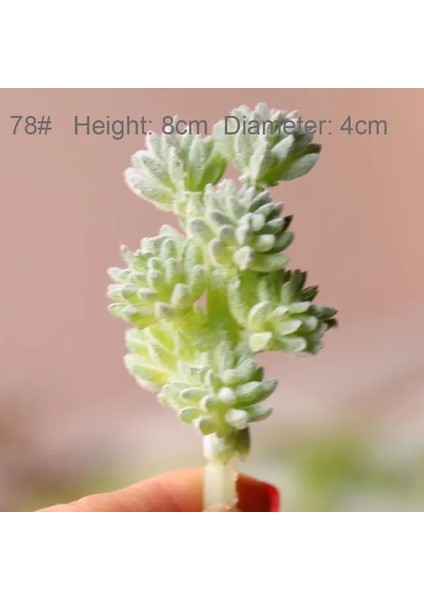 Fg Bo Xue Cao 39 Stilleri Yapay Bitkiler Ev Bahçe Dekorasyon Sahte Bitkiler Bonsai Succulents Bitkiler Düğün Çiçek Aranjmanı Aksesuarları (Yurt Dışından)