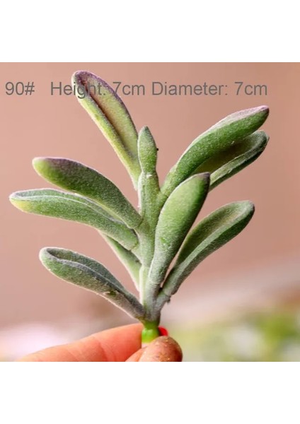 Fg La Jiao Cao Yapay Succulents Bitkiler Ev Bahçe Yatak Odası Oturma Odası Ofis Dekorasyon Aksesuarları Sahte Bitkiler Masaüstü Mini Küçük Bonsai (Yurt Dışından) fiyatları