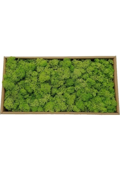 21 Meyve Yeşil 20G 20/40G Yapay Yeşil Bitkiler Ebedi Yaşam Yosun Çim Ev Oturma Odası Bahçe Dekorasyon Mini Peyzaj Sahte Çiçek Dıy El Sanatları (Yurt Dışından)