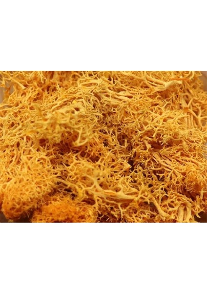 Turuncu 20G 20G Yapay Bitki Sonsuz Yaşam Yosun/bahçe Ev Dekorasyon Duvar Dıy Çiçek Malzemesi Mini Bahçe Mikro Peyzaj Aksesuarları (Yurt Dışından)