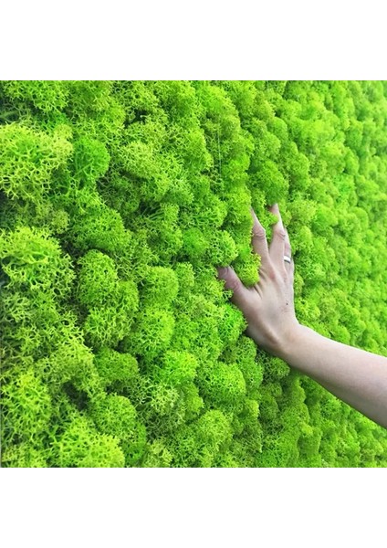 Turuncu 20G 20G Yapay Bitki Sonsuz Yaşam Yosun/bahçe Ev Dekorasyon Duvar Dıy Çiçek Malzemesi Mini Bahçe Mikro Peyzaj Aksesuarları (Yurt Dışından) fiyatları