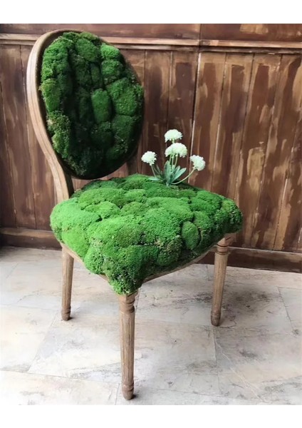 Turuncu 20G 20G Yapay Bitki Sonsuz Yaşam Yosun/bahçe Ev Dekorasyon Duvar Dıy Çiçek Malzemesi Mini Bahçe Mikro Peyzaj Aksesuarları (Yurt Dışından) fırsatları