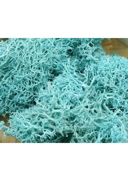 Mavi 20G 20G Yapay Bitki Sonsuz Yaşam Yosun/bahçe Ev Dekorasyon Duvar Dıy Çiçek Malzemesi Mini Bahçe Mikro Peyzaj Aksesuarları (Yurt Dışından)