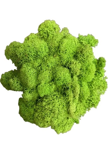 3 Açık Pembe 40G 20/40G Yapay Yeşil Bitkiler Ebedi Yaşam Yosun Çim Ev Oturma Odası Bahçe Dekorasyon Mini Peyzaj Sahte Çiçek Dıy El Sanatları (Yurt Dışından) modelleri