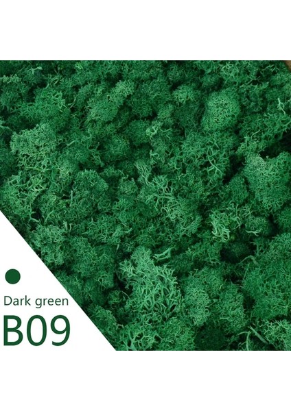 B09 20G 40/20G Yapay Yosun Çim Yeşil Sahte Bitki Ebedi Yaşam Yosun Ev Bahçe Duvarı Dekor Için Dıy Çiçek Mikro Peyzaj Aksesuarla (Yurt Dışından)