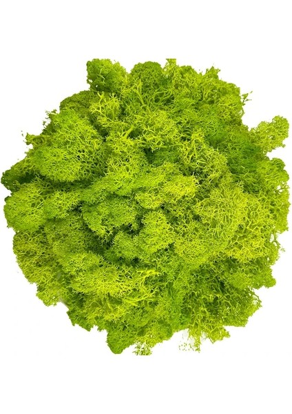 Açık Sarı Yeşil Saksı Bitkileri Için 20G Yapay Yosun Zanaat Sanatları Için Sahte Doğal Yeşil Ren Geyiği Yosun Çiçek Duvar Dekor Düğün Bahçe Dekorasyon (Yurt Dışından)