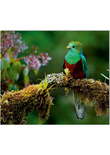 Cam Ocak Arkası Koruyucu Ankastre Arkası Koruyucu | Kuş fiyatları