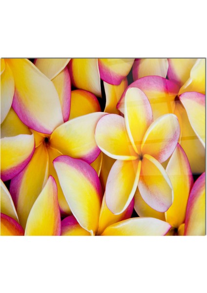 Cam Ocak Arkası Koruyucu Ankastre Arkası Koruyucu | Çiçek fiyatları