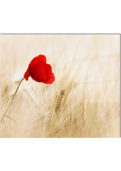 Cam Ocak Arkası Koruyucu Ankastre Arkası Koruyucu | Kırmızı Çiçek fiyatları