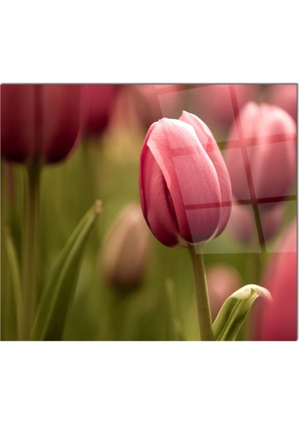 Cam Ocak Arkası Koruyucu Ankastre Arkası Koruyucu | Lale