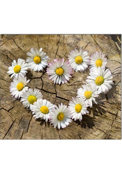 Cam Ocak Arkası Koruyucu Ankastre Arkası Koruyucu | Kalp fiyatları