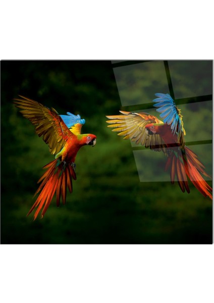 Cam Ocak Arkası Koruyucu Ankastre Arkası Koruyucu | Papağan fiyatları