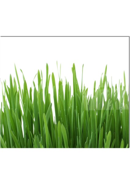 Cam Ocak Arkası Koruyucu Ankastre Arkası Koruyucu | Çim fiyatları