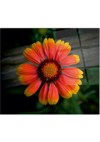 Cam Ocak Arkası Koruyucu Ankastre Arkası Koruyucu | Çiçek fiyatları