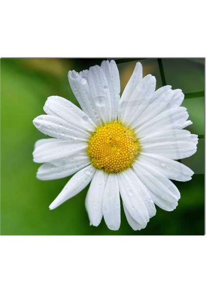 Cam Ocak Arkası Koruyucu Ankastre Arkası Koruyucu | Papatya fiyatları