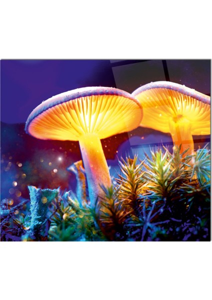 Cam Ocak Arkası Koruyucu Ankastre Arkası Koruyucu | Mantar fiyatları