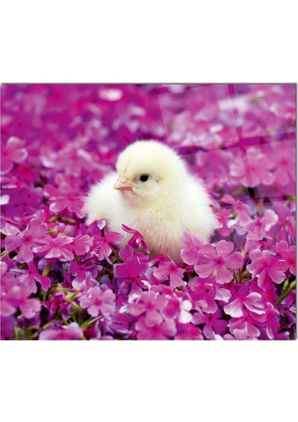 Cam Ocak Arkası Koruyucu Ankastre Arkası Koruyucu | Beyaz Civciv fiyatları