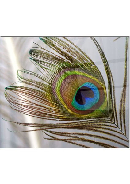 Cam Ocak Arkası Koruyucu | Tavus Kuş Tüyü Model