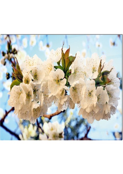 Cam Ocak Arkası Koruyucu Ankastre Arkası Koruyucu | Çikolata fiyatları