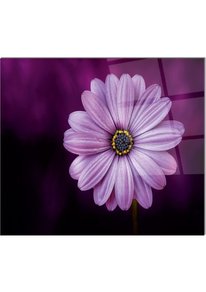 Cam Ocak Arkası Koruyucu Ankastre Arkası Koruyucu | Çiçek fiyatları