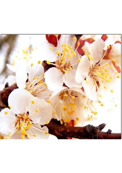 Cam Ocak Arkası Koruyucu Ankastre Arkası Koruyucu | Love fiyatları