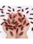 12 Adet 12 Adet Yapay Sahte Hamamböceği Cadılar Bayramı Sahne Komik Trick Şaka Oyuncakları Gerçekçi Roaches Bug Cadılar Bayramı Parodi Dekorasyon Hediye (Yurt Dışından) 2
