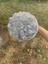 Gümüş Çapı 15CM Sıcak Satış Gelin ve Nedime Buketleri Nefis Rhinestones Ipek Güller ve Inciler El Yapımı Sisters Düğün Buketleri (Yurt Dışından) 1