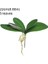 Stil 7 1pc Simülasyon Yapraklar Phalaenopsis Yaprak Yapay Bitkiler Plastik Çim Çiçekleri Orkide Yaprakları Düğün Festivali Bahar Ev Dekor (Yurt Dışından) 1