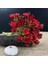 Kırmızı Sunmade Canlı 6 Adet/paket Babysbreath Plastik Yapay Çiçekler Ev Bahçe Dekorasyon Çiçek Aranjmanı Malzemeleri Sahte Bitkiler (Yurt Dışından) 1