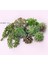 Fr Xiao Lan Cao Yapay Succulents Bitkiler Ev Bahçe Yatak Odası Oturma Odası Ofis Dekorasyon Aksesuarları Sahte Bitkiler Masaüstü Mini Küçük Bonsai (Yurt Dışından) 2