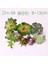 Fr Xiao Lan Cao Yapay Succulents Bitkiler Ev Bahçe Yatak Odası Oturma Odası Ofis Dekorasyon Aksesuarları Sahte Bitkiler Masaüstü Mini Küçük Bonsai (Yurt Dışından) 4