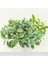 4 Brezilya Sarı Suni Çim Yeşil Begonia Bitkiler Ev Dekorasyonu Için, Plantas Artificiales Para Decoracion Bonsai Için Sahte Plastik Bitkiler (Yurt Dışından) 3