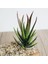 Fp Xiaolingjiaocao 7X10 cm Yapay Succulents Bitkiler Aloe Zebrina Bitkiler Yapay Bitki Peyzaj Sahte Çiçek Aranjmanı Bahçe Dekorasyon (Yurt Dışından) 4