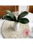 Yeşil Kök 22 cm Yeni Simülasyon Bitkiler Phalaenopsis Yaprağı Dekoratif Çiçekler Yardımcı Malzeme Çiçek Dekorasyon Orkide Yaprakları Mikro Peyzaj (Yurt Dışından) 1