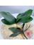 Yeşil Kök 22 cm Yeni Simülasyon Bitkiler Phalaenopsis Yaprağı Dekoratif Çiçekler Yardımcı Malzeme Çiçek Dekorasyon Orkide Yaprakları Mikro Peyzaj (Yurt Dışından) 2