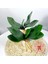 Yeşil Kök 22 cm Yeni Simülasyon Bitkiler Phalaenopsis Yaprağı Dekoratif Çiçekler Yardımcı Malzeme Çiçek Dekorasyon Orkide Yaprakları Mikro Peyzaj (Yurt Dışından) 4