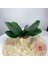 Yeşil Kök 22 cm Yeni Simülasyon Bitkiler Phalaenopsis Yaprağı Dekoratif Çiçekler Yardımcı Malzeme Çiçek Dekorasyon Orkide Yaprakları Mikro Peyzaj (Yurt Dışından) 5