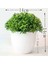 Jinyushu Yeşil Yeşil Ev Dekor Bonsai Simülasyon Dekoratif Çiçekler Çelenkler Yapay Çiçekler Sahte Yeşil Saksı Bitkileri Süsler Karşılama Çam (Yurt Dışından) 5