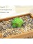 B 1 Adet 1 Adet Yapay Kaktüs Succulents Bonsai Çiçekler Dıy Ev Dekoru Sahte Bitkiler Manzara Masa Dekoratif Çöl Bitki (Yurt Dışından) 1