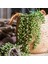 Yeşil Xianrenqiu Yeşil Yapay Succulents Bitkiler Ev Bahçe Yatak Odası Balkon Masaüstü Masa Mini Bonsai Düğün Parti Dekorasyon Sahte Bitkiler (Yurt Dışından) 1