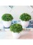 Gümüş Yapay Bitkiler Bonsai Küçük Ağaç Çim Bitkileri Pot Ev Aksesuarları Dekorasyon Çiçekler Bahçe Dekorasyon Düğün Parti Için (Yurt Dışından) 3