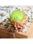Chunsejiwalian Çeşitli Yapay Etli Bitkiler Lotus Peyzaj Dekoratif Çiçek Mini Yeşil Sahte Succulents Bitki Bahçe Düzenleme Dekor (Yurt Dışından) 2