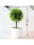 1 Kafa Feng Wei Cao Yeşil Yapay Çam Ağacı Monstera Farsça Çim Okaliptüs Bitkiler Bonsai Ev Aksesuarları Yatak Odası Oturma Odası Dekor Sahte Bitki (Yurt Dışından) 1