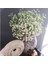 Açık Mor 1pc 52CM Beyaz Gypsophila Yapay Çiçekler Düğün Dıy Buket Dekorasyon Aranjmanı Plastik Bebekler Nefes Sahte Çiçek Ev Dekor (Yurt Dışından) 4