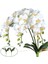 Qiu Shen Ka Yapay Kelebek Orkide Çiçek Güve Orkide Sahte Çiçekler Ev Dekor Düğün Dekorasyon Aksesuarları Flores Artificiales (Yurt Dışından) 2